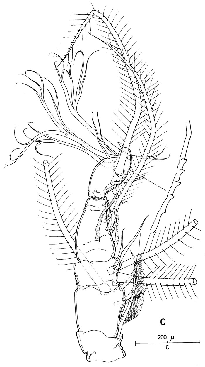Espce Cymbasoma longispinosum - Planche 1 de figures morphologiques