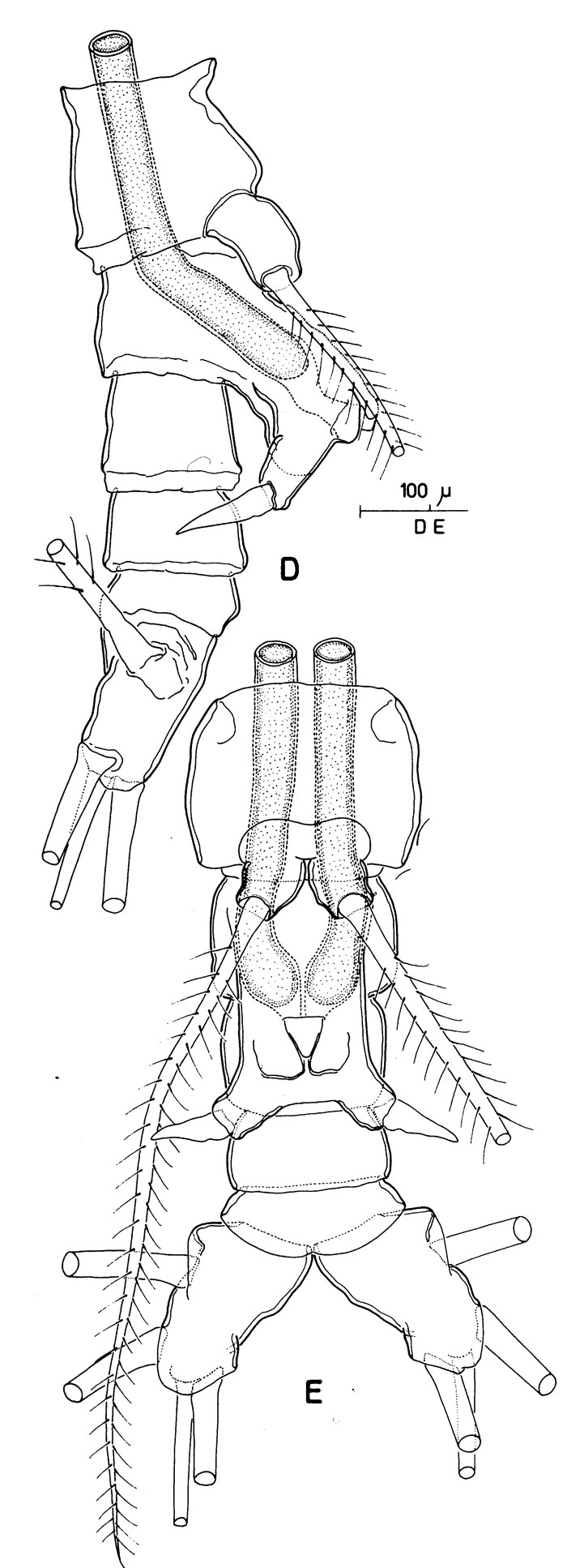Espèce Monstrilla longicornis - Planche 3 de figures morphologiques