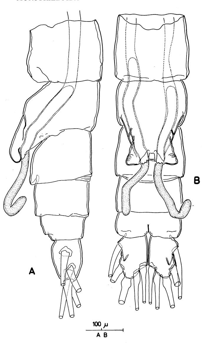 Species Monstrilla helgolandica - Plate 3 of morphological figures