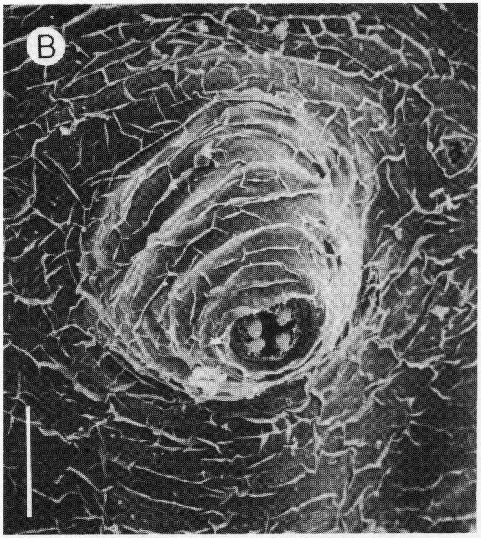 Espce Monstrilla helgolandica - Planche 4 de figures morphologiques