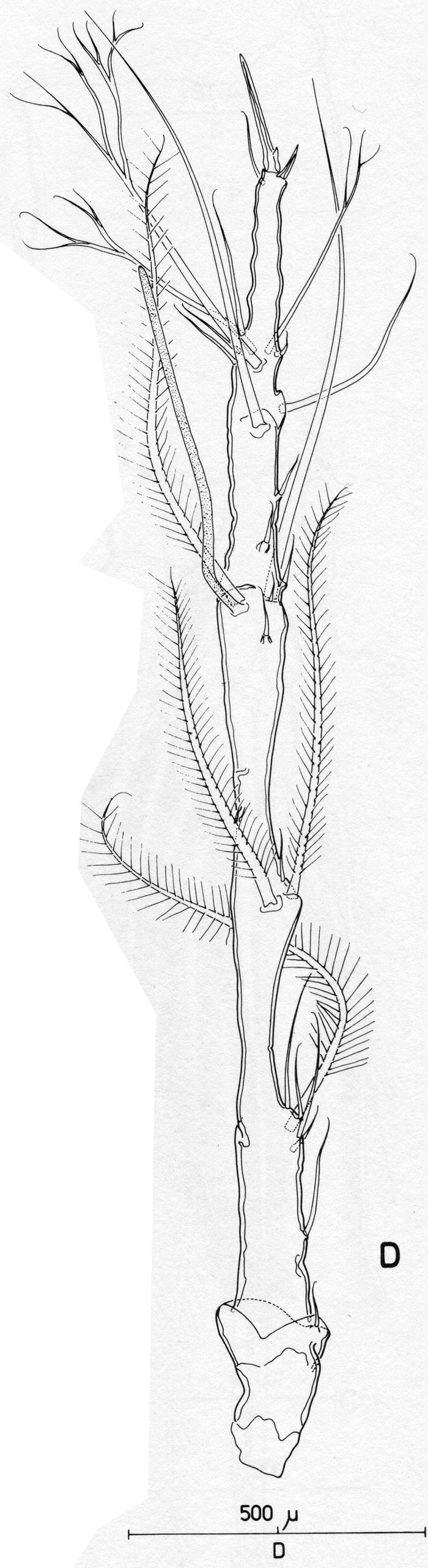 Species Monstrilla longiremis - Plate 2 of morphological figures