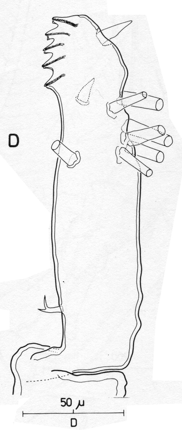 Espce Monstrilla helgolandica - Planche 2 de figures morphologiques