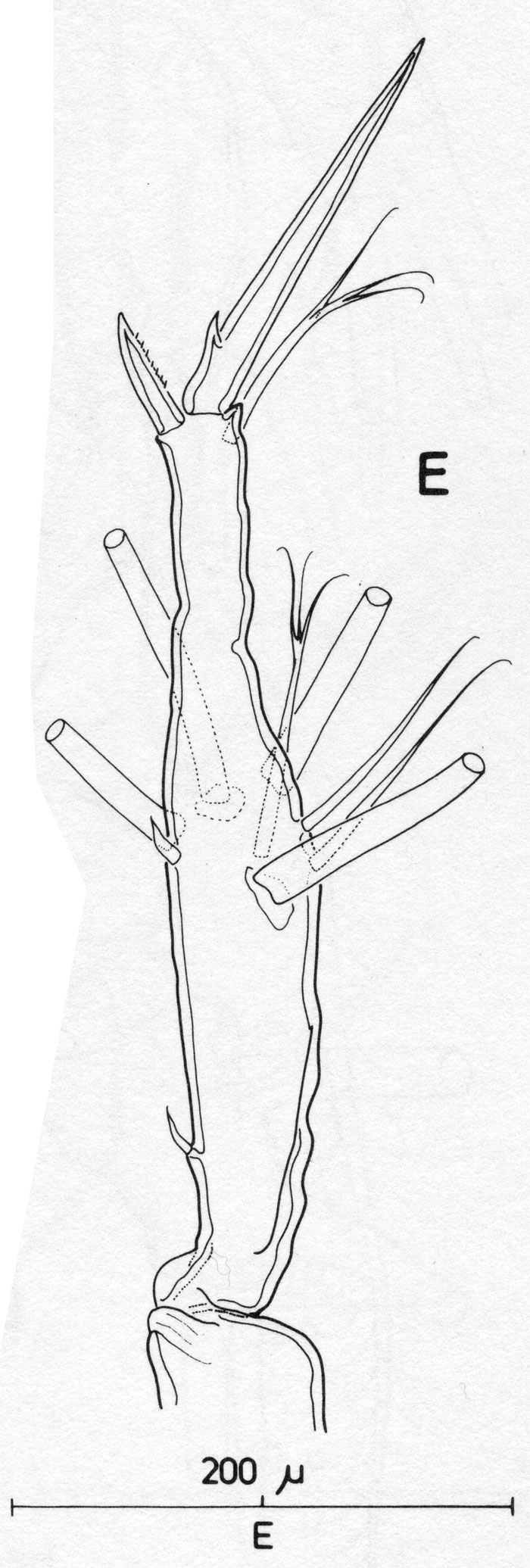 Espce Monstrilla longiremis - Planche 1 de figures morphologiques