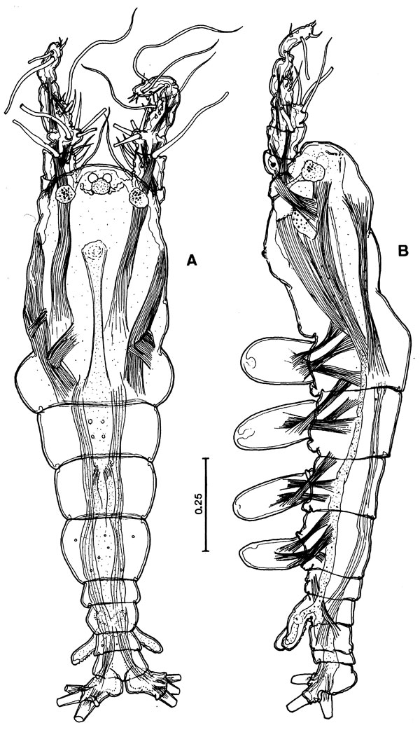 Species Cymbasoma mcalicei - Plate 1 of morphological figures
