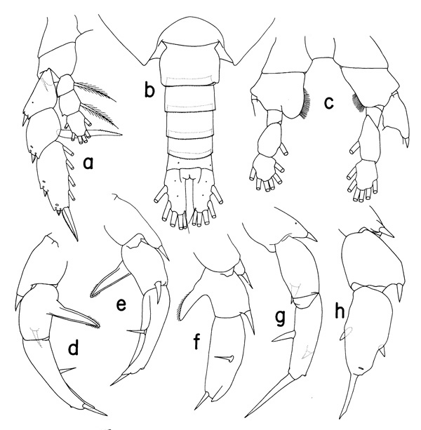 Espèce Paraheterorhabdus (Antirhabdus) compactus - Planche 3 de figures morphologiques