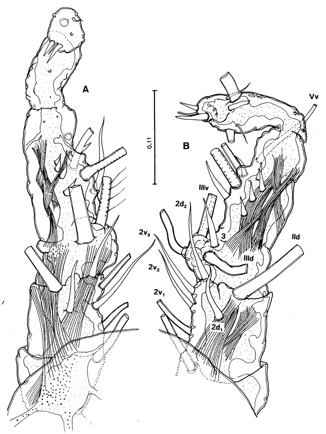 Species Cymbasoma mcalicei - Plate 2 of morphological figures