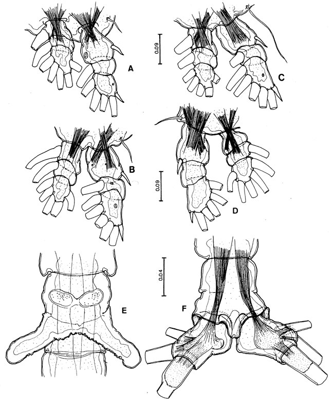 Espce Cymbasoma mcalicei - Planche 3 de figures morphologiques