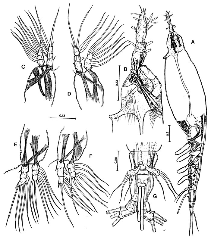 Species Cymbasoma bowmani - Plate 1 of morphological figures