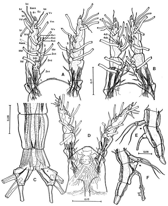 Espce Cymbasoma bowmani - Planche 2 de figures morphologiques
