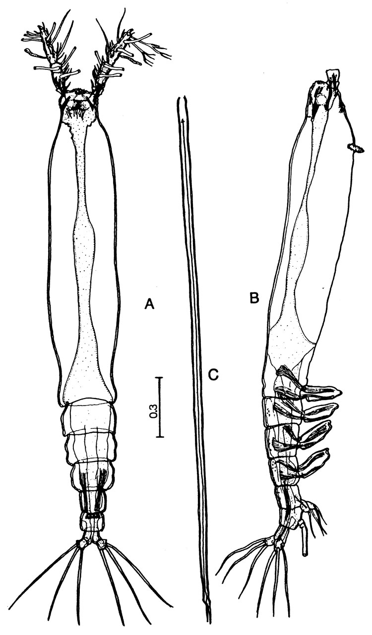 Espèce Cymbasoma chelemense - Planche 1 de figures morphologiques