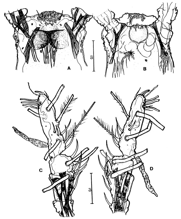 Espèce Cymbasoma chelemense - Planche 2 de figures morphologiques