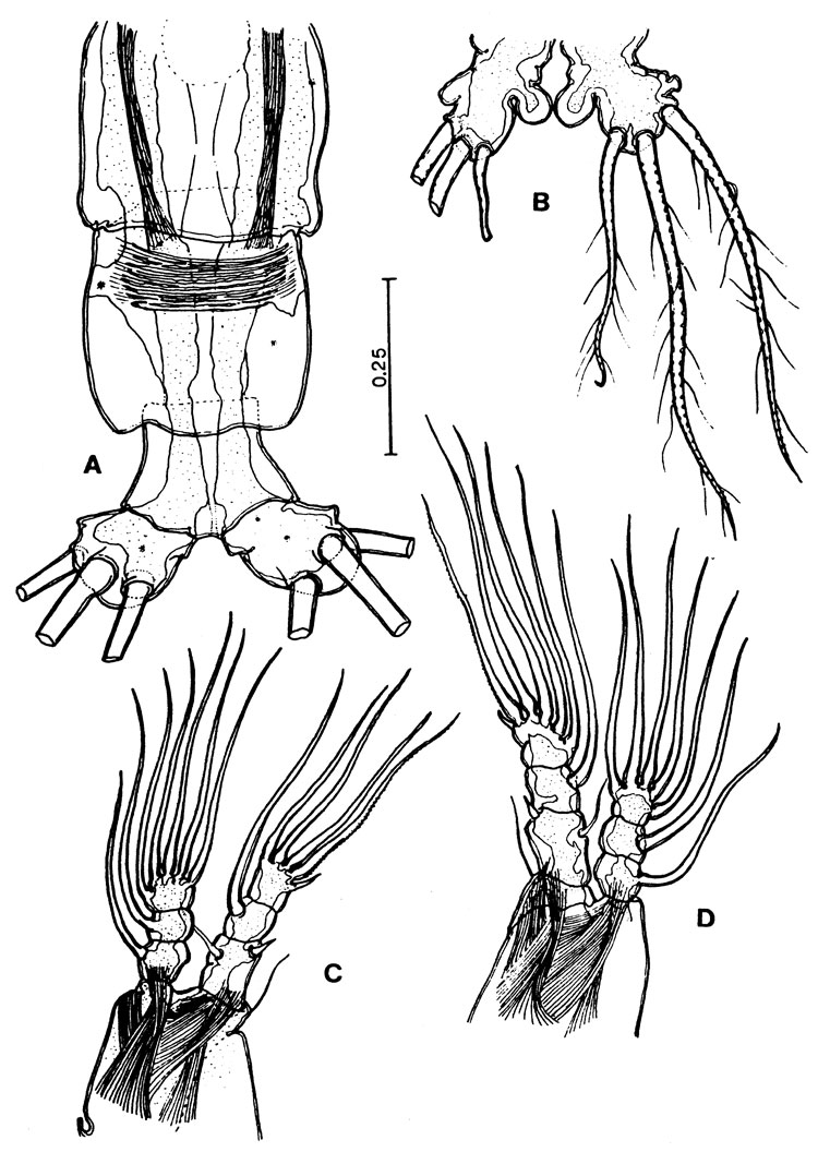Espèce Cymbasoma chelemense - Planche 3 de figures morphologiques