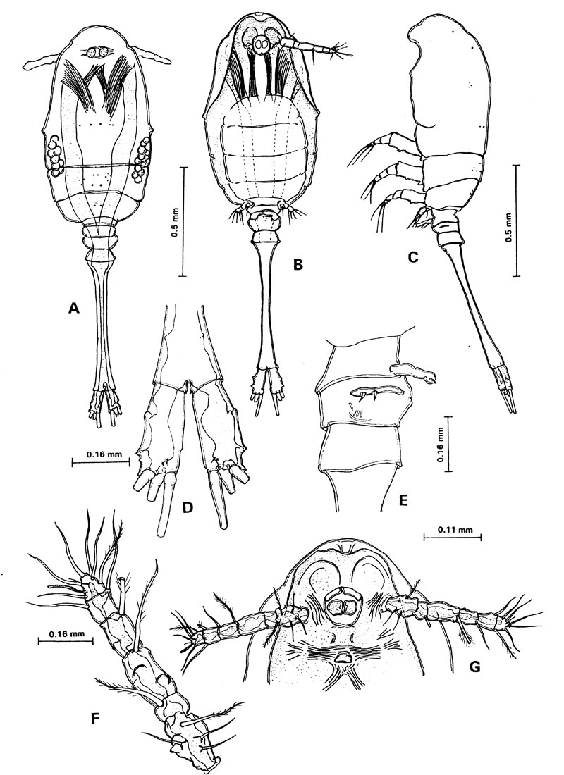 Espce Caribeopsyllus chawayi - Planche 1 de figures morphologiques