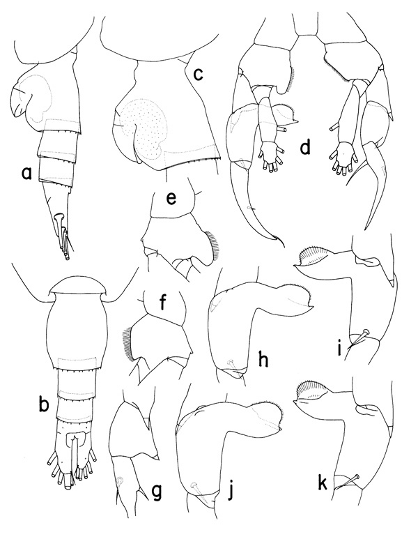 Species Heterorhabdus papilliger - Plate 1 of morphological figures