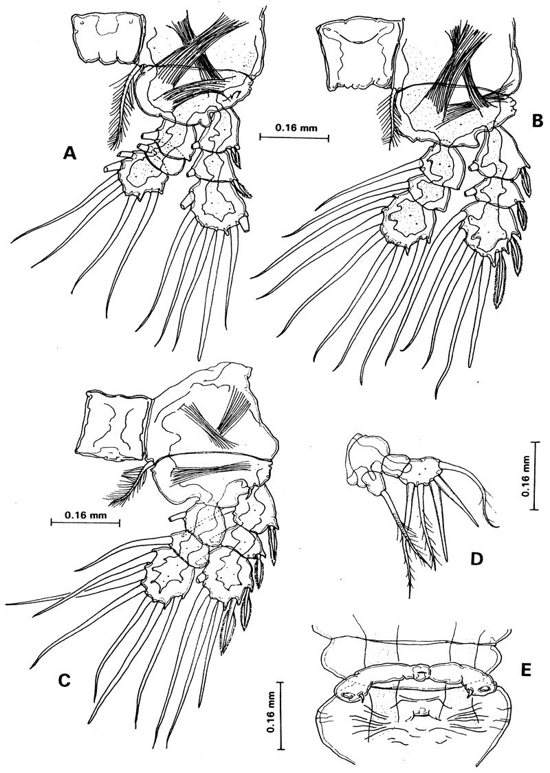 Espce Caribeopsyllus chawayi - Planche 2 de figures morphologiques