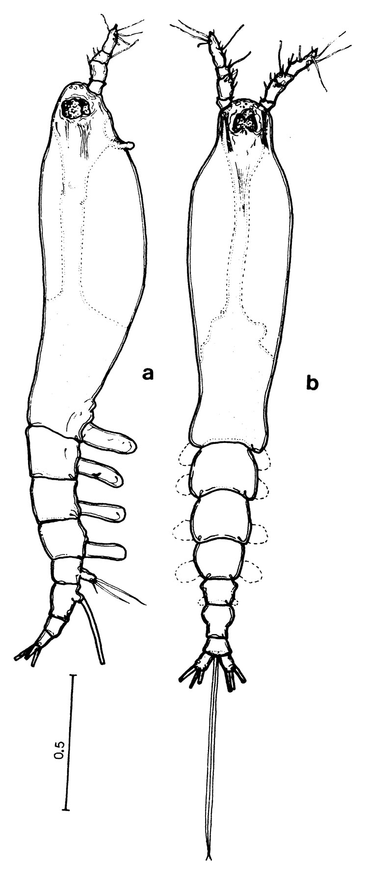 Espèce Cymbasoma boxshalli - Planche 1 de figures morphologiques