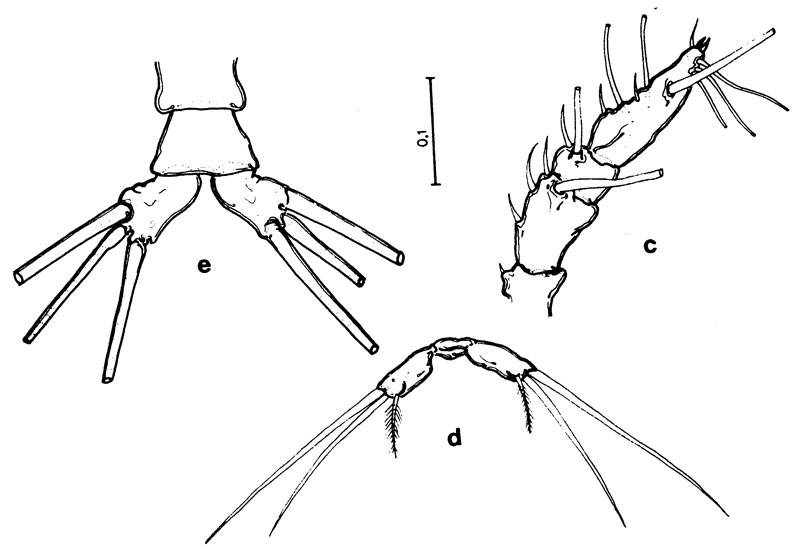 Espèce Cymbasoma boxshalli - Planche 2 de figures morphologiques