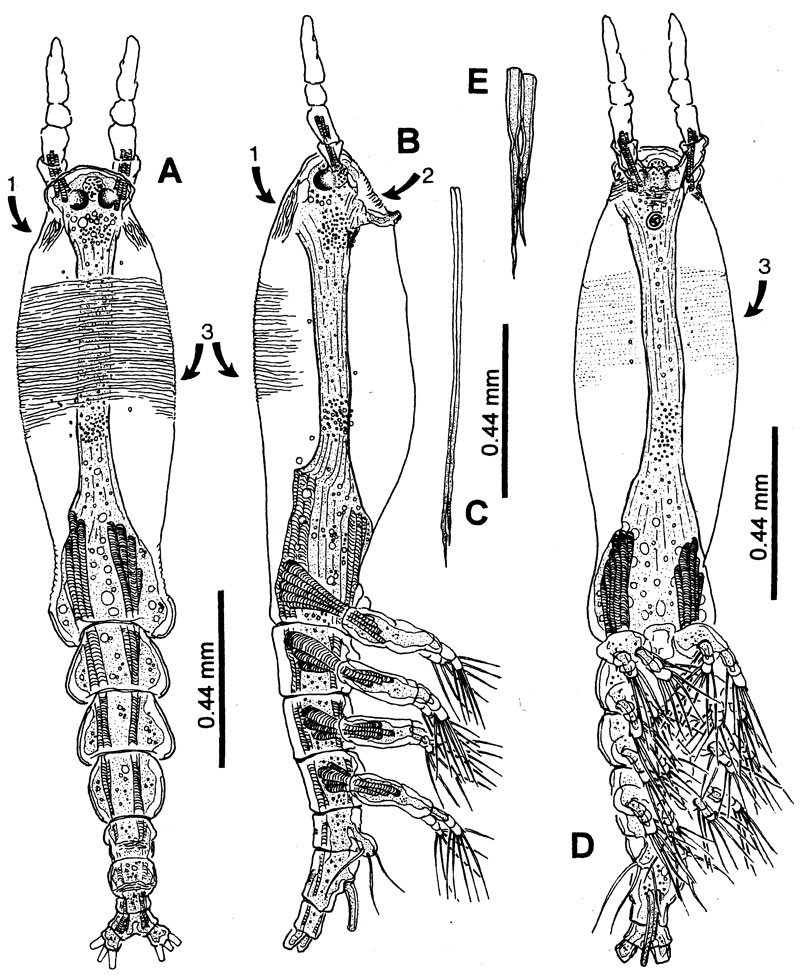 Species Cymbasoma quintanarooense - Plate 5 of morphological figures