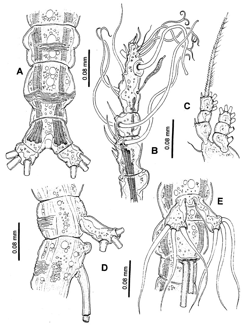 Species Cymbasoma quintanarooense - Plate 6 of morphological figures