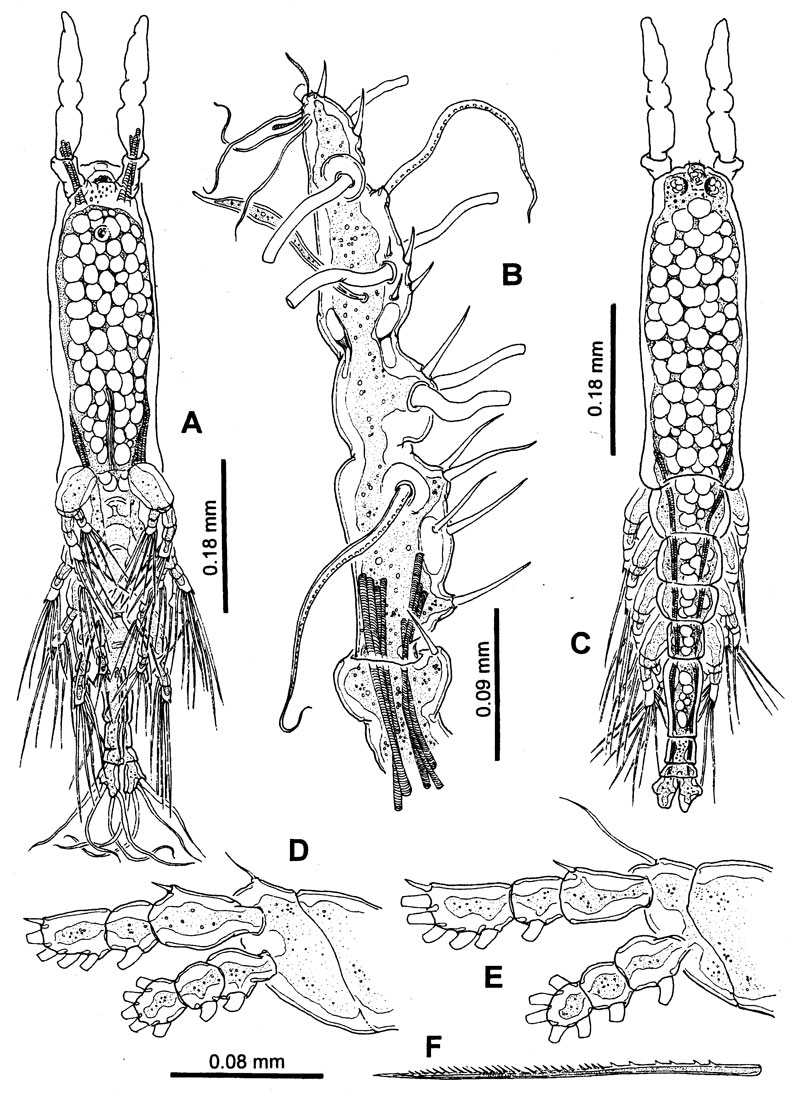 Species Monstrilla humesi - Plate 1 of morphological figures