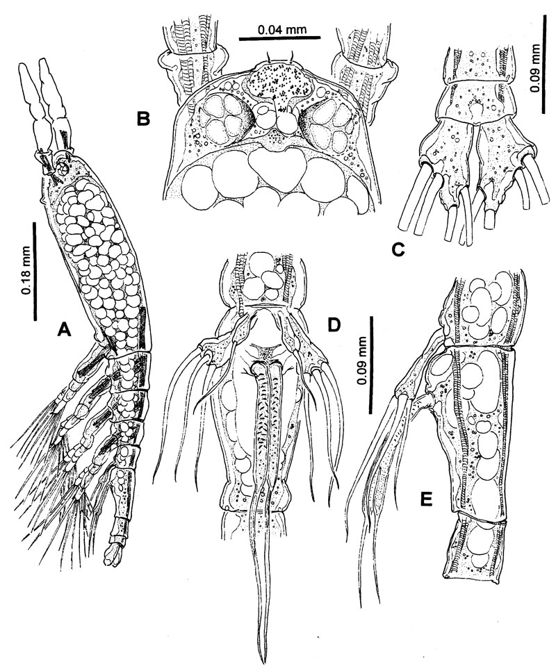 Espce Monstrilla humesi - Planche 2 de figures morphologiques