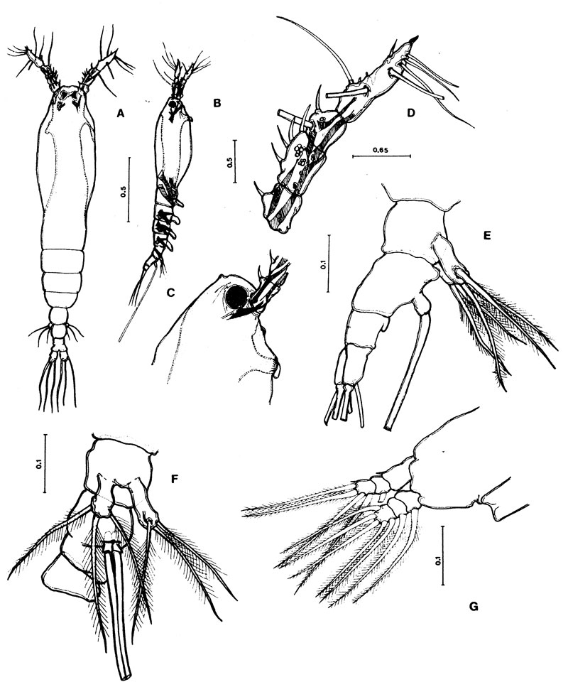 Espce Cymbasoma quintanarooense - Planche 3 de figures morphologiques
