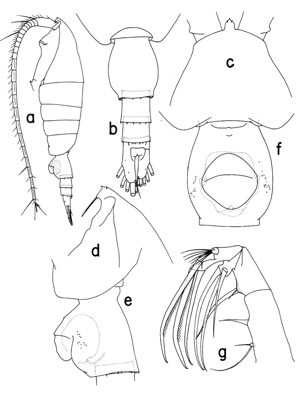 Species Heterorhabdus spinifer - Plate 1 of morphological figures