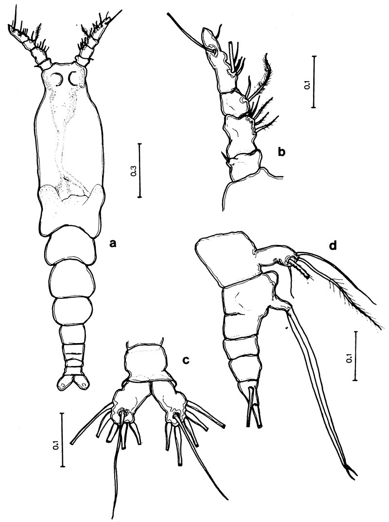 Espce Monstrilla barbata - Planche 1 de figures morphologiques