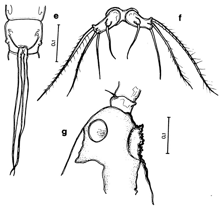 Espce Monstrilla barbata - Planche 2 de figures morphologiques