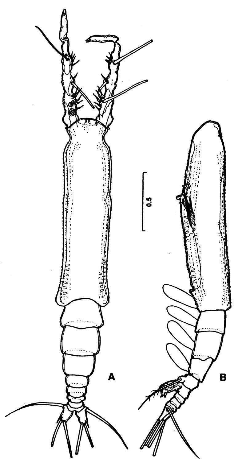 Espèce Monstrilla mariaeugeniae - Planche 3 de figures morphologiques