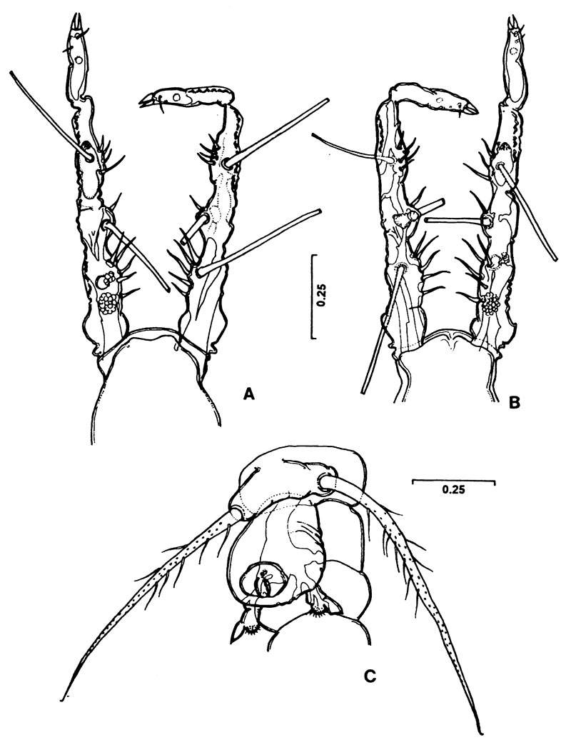 Species Monstrilla mariaeugeniae - Plate 4 of morphological figures