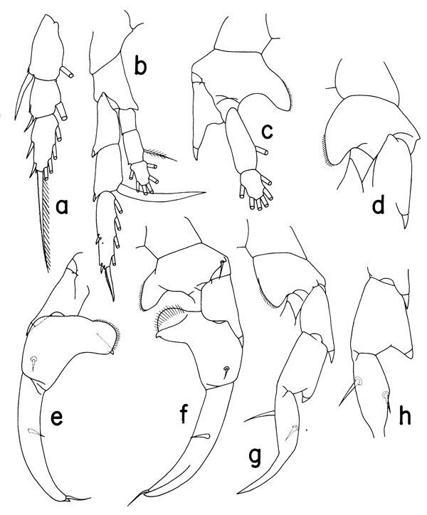 Espce Heterorhabdus spinifer - Planche 2 de figures morphologiques