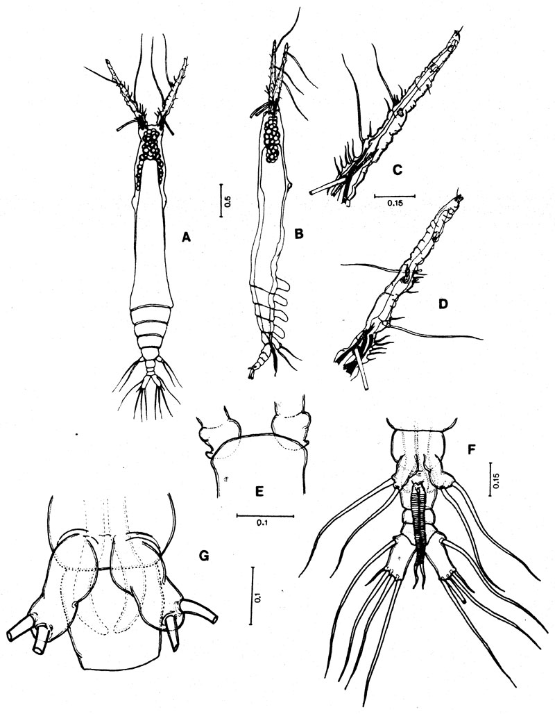 Espce Monstrilla elongata - Planche 1 de figures morphologiques
