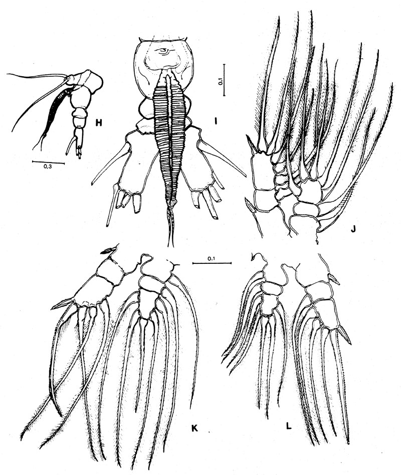Species Monstrilla elongata - Plate 2 of morphological figures