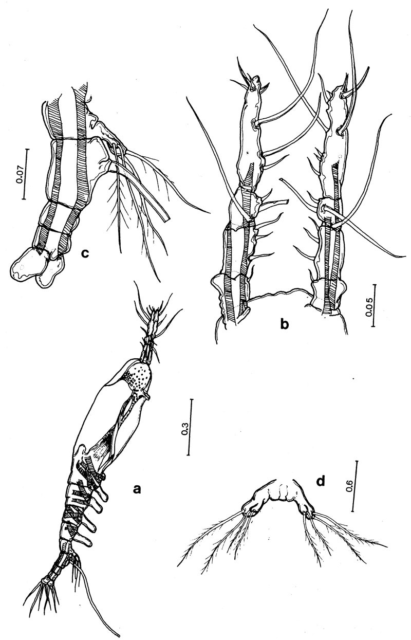 Espèce Monstrilla rebis - Planche 1 de figures morphologiques