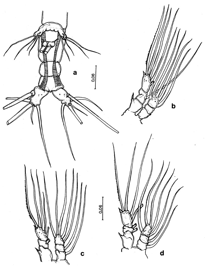 Espèce Monstrilla rebis - Planche 2 de figures morphologiques