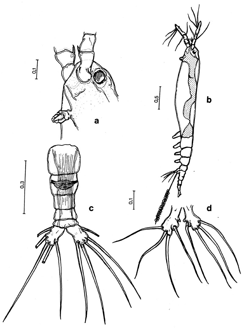 Espce Monstrilla ciqroi - Planche 1 de figures morphologiques