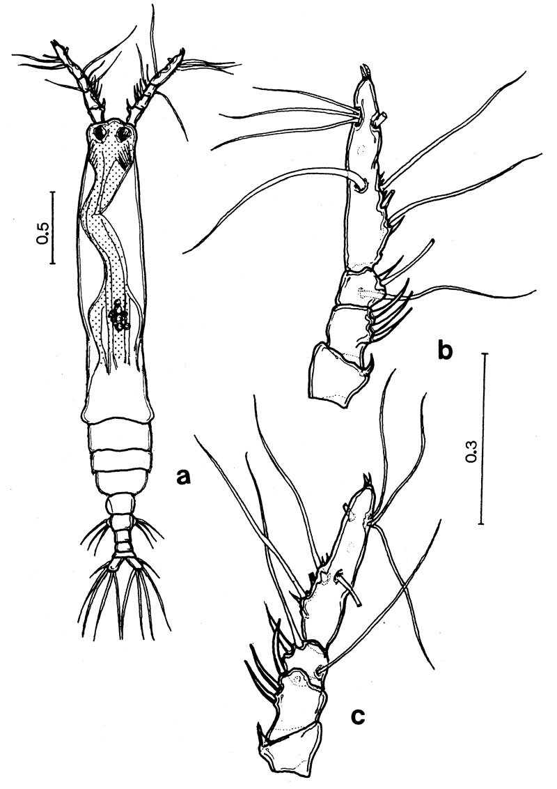 Species Monstrilla ciqroi - Plate 2 of morphological figures