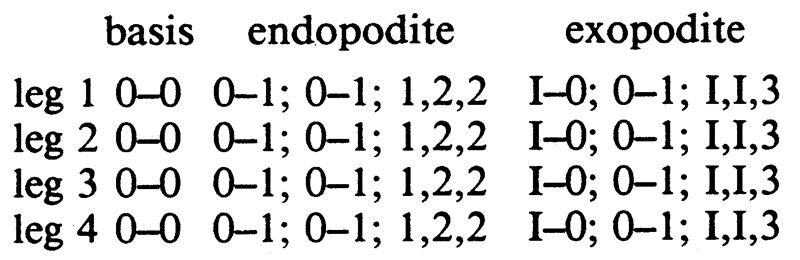 Espce Monstrilla ciqroi - Planche 3 de figures morphologiques
