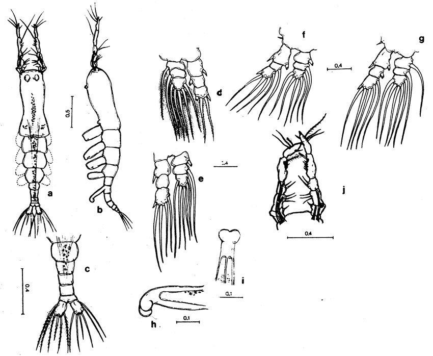 Espce Monstrilla reidae - Planche 1 de figures morphologiques