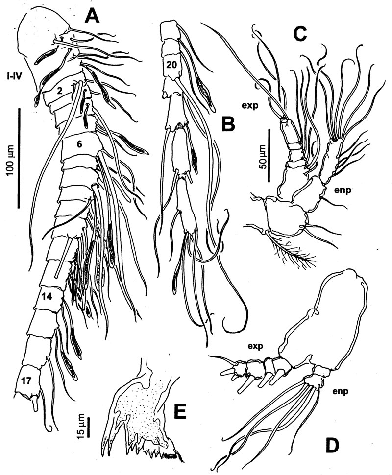 Espce Exumella tsonot - Planche 2 de figures morphologiques