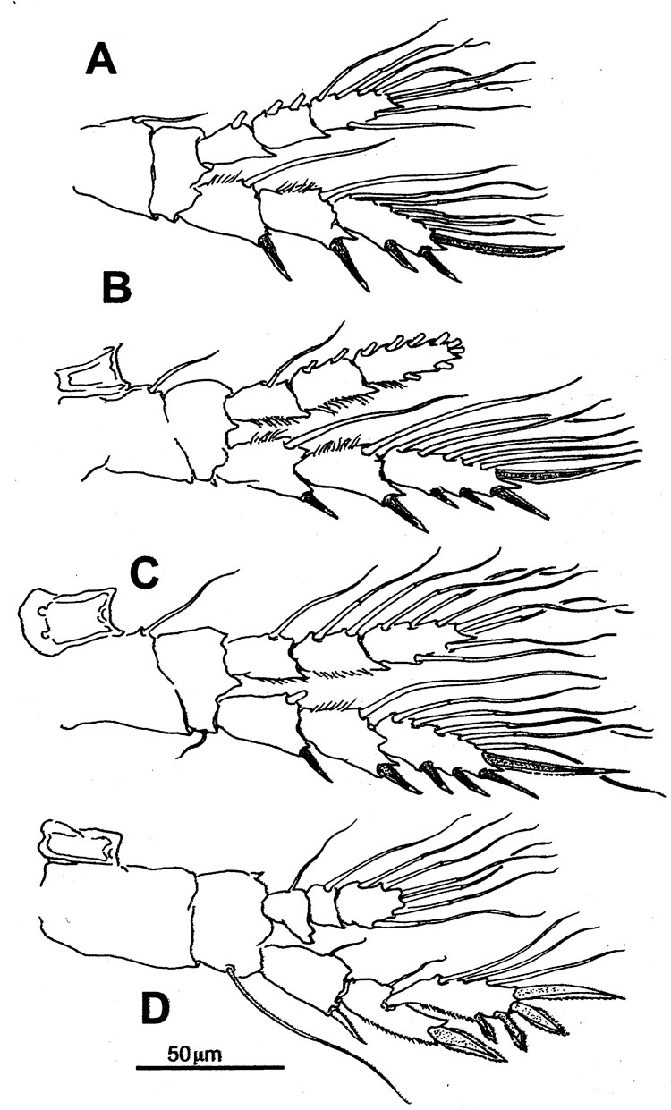Species Exumella tsonot - Plate 4 of morphological figures