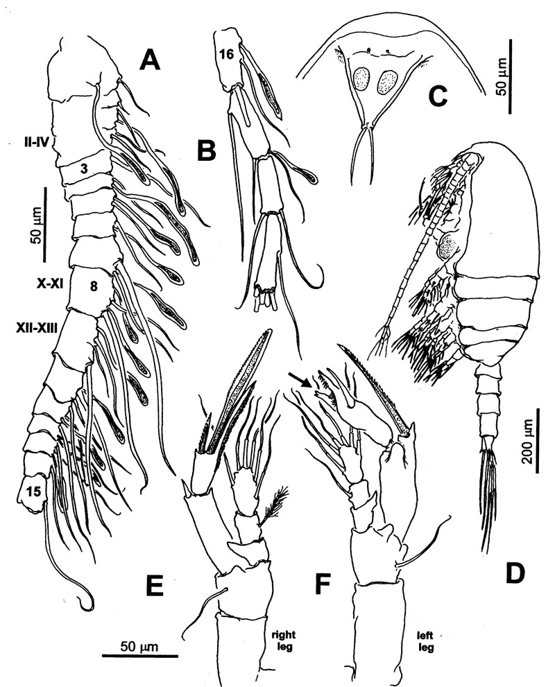 Espce Exumella tsonot - Planche 6 de figures morphologiques