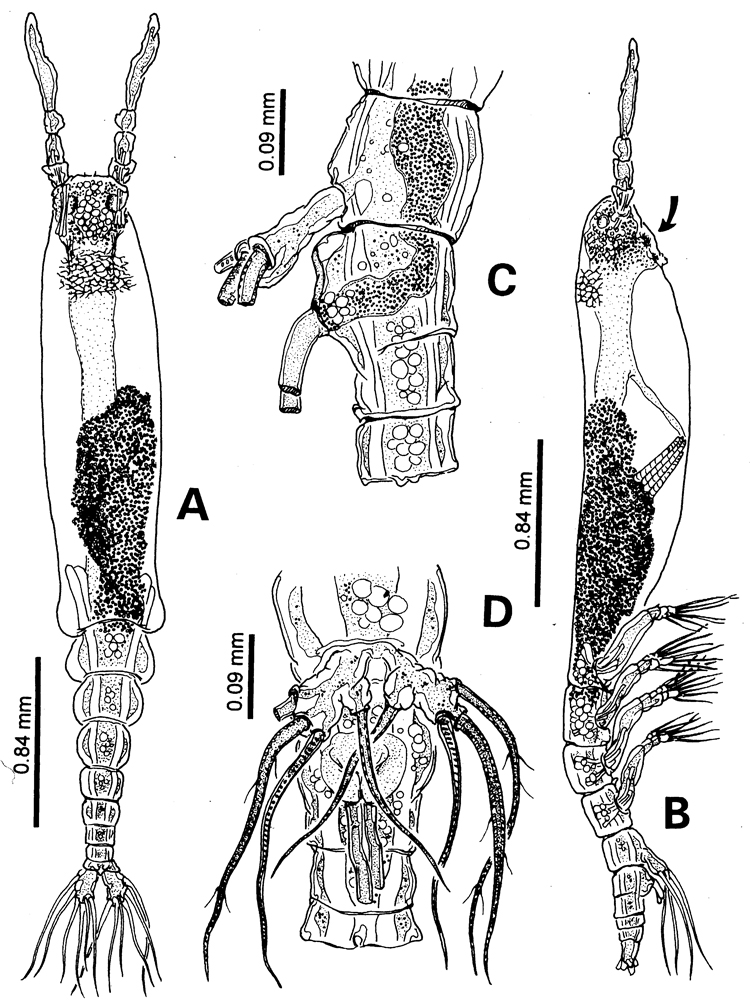 Espce Monstrilla careli - Planche 1 de figures morphologiques