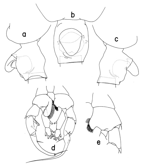 Espèce Heterorhabdus clausi - Planche 2 de figures morphologiques