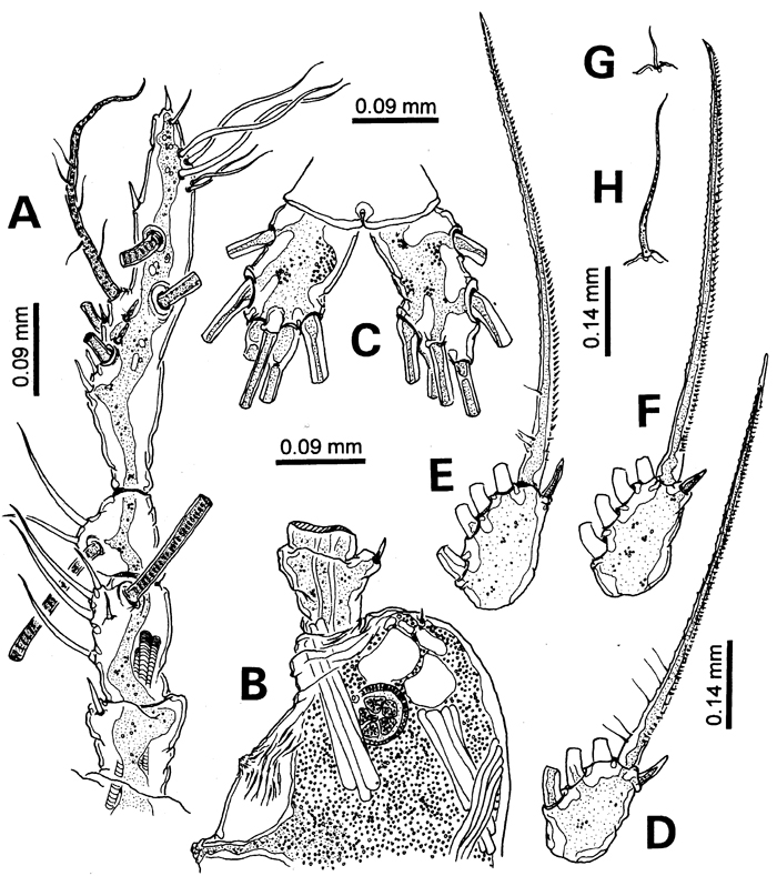 Espce Monstrilla careli - Planche 2 de figures morphologiques