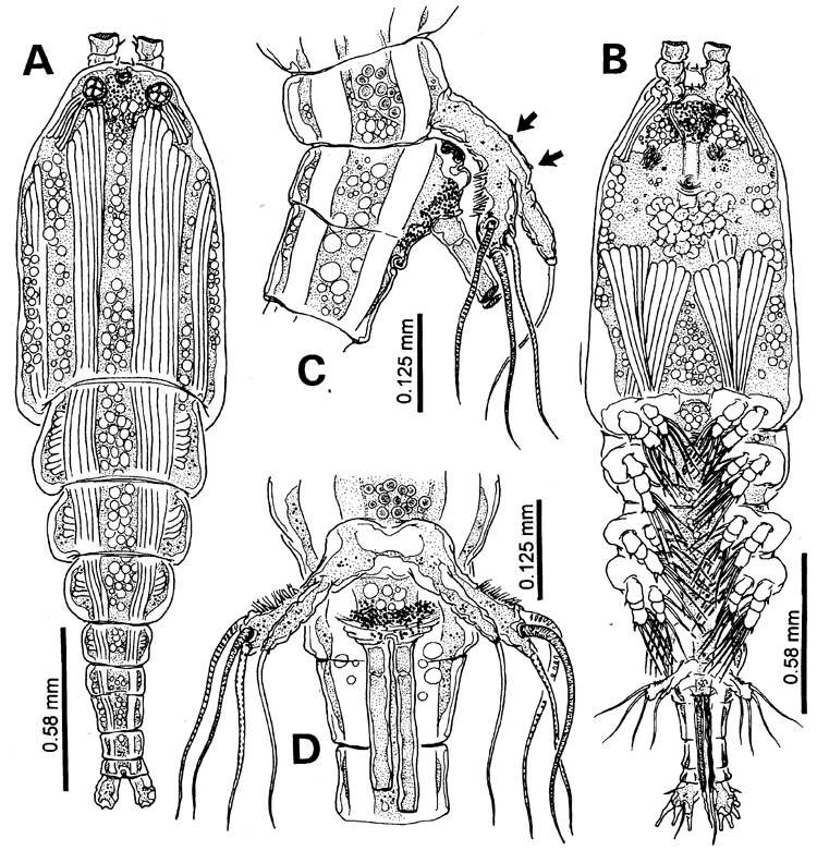 Species Monstrilla brasiliensis - Plate 1 of morphological figures