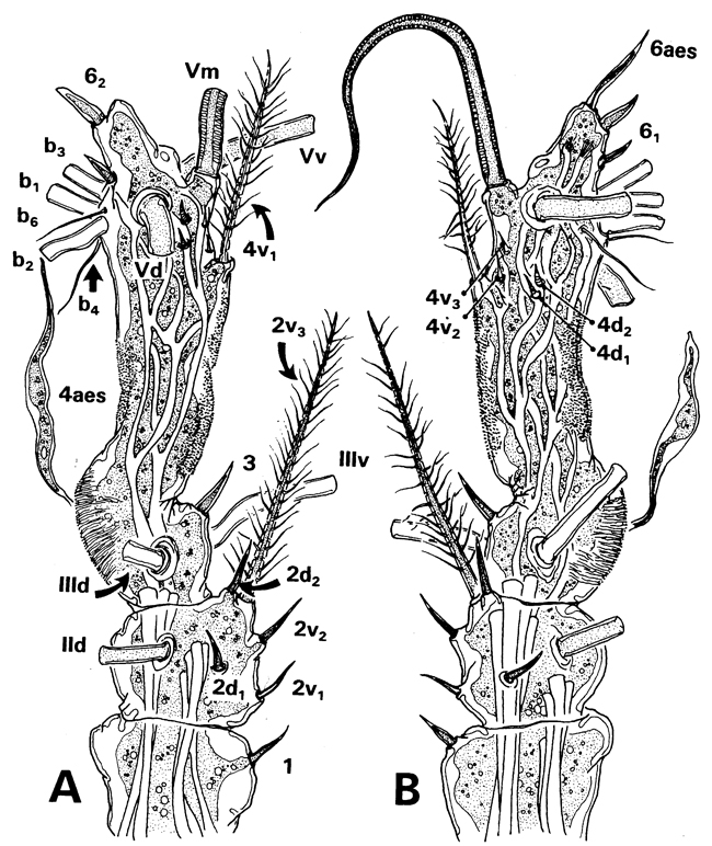 Species Monstrilla brasiliensis - Plate 2 of morphological figures