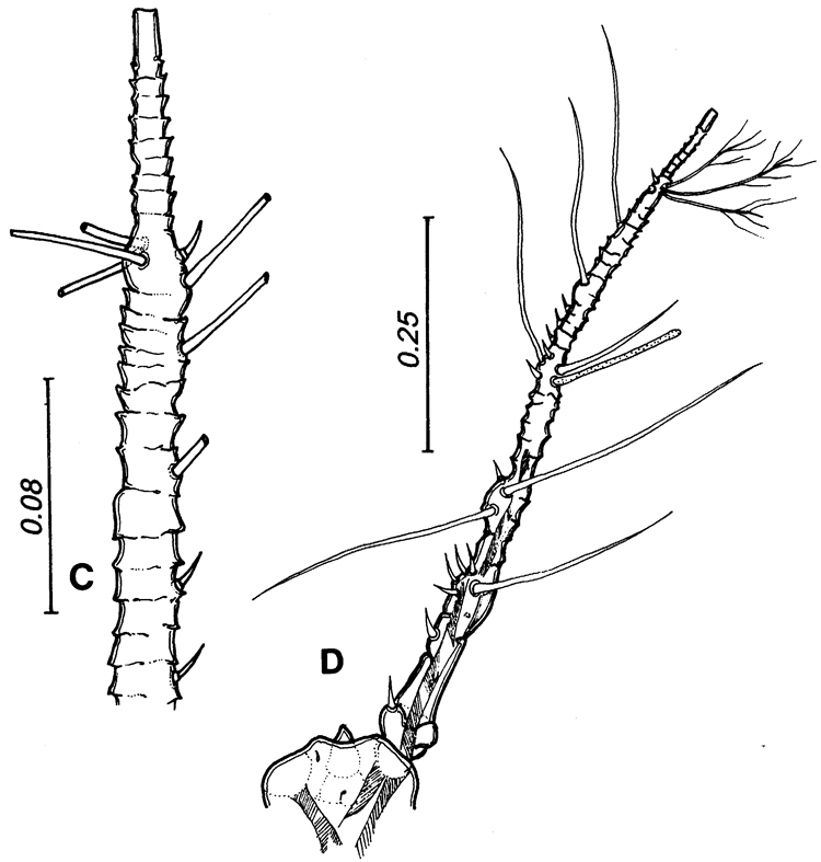 Espce Monstrilla spinosa - Planche 2 de figures morphologiques