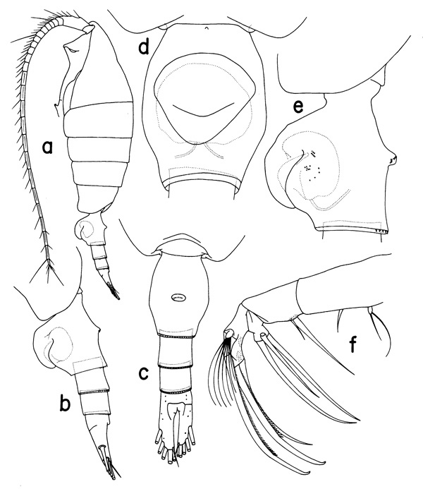 Espèce Heterorhabdus pustulifer - Planche 3 de figures morphologiques